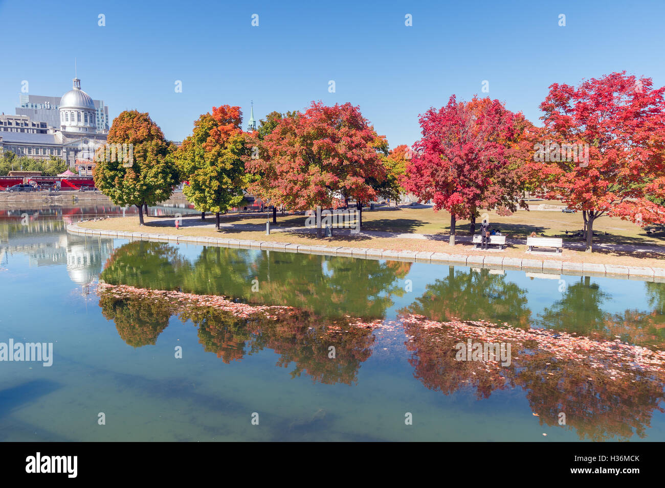 Érable dans couleurs d'automne à Montréal, Vieux Port, avec Marché Bonsecours en arrière-plan en octobre 2016 Banque D'Images