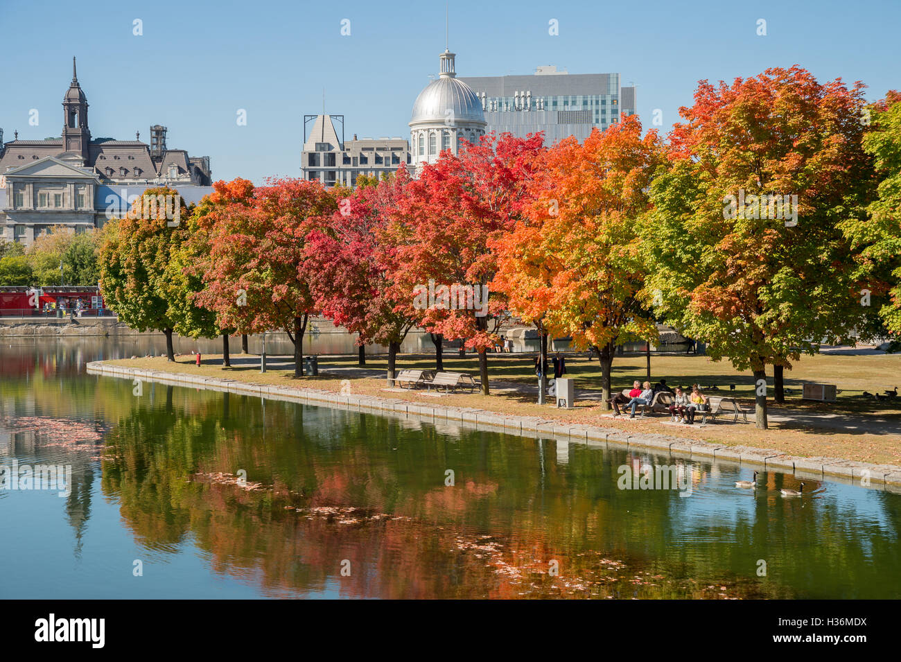 Montréal, CA - 4 octobre 2016 : érable dans couleurs d'automne à Montréal, Vieux Port, avec Marché Bonsecours en arrière-plan Banque D'Images
