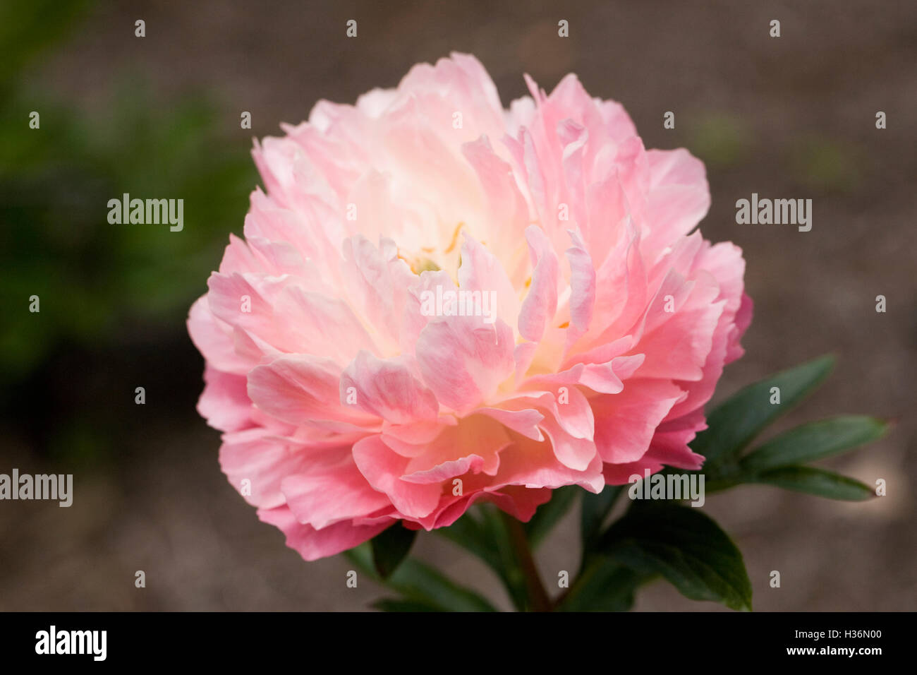 Paeonia 'Hawaiian Coral' dans un jardin anglais. Fleur de pivoine. Banque D'Images