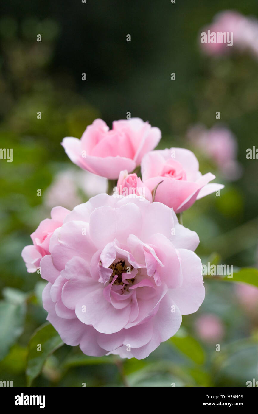 Rosa. Rose rose pâle dans la fleur frontière. Banque D'Images