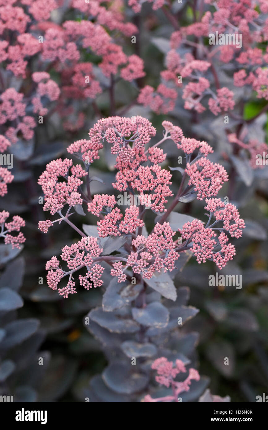 Hylotelephium 'Karfunkelstein'. Sedum 'Karfunkelstein fleurs. Banque D'Images