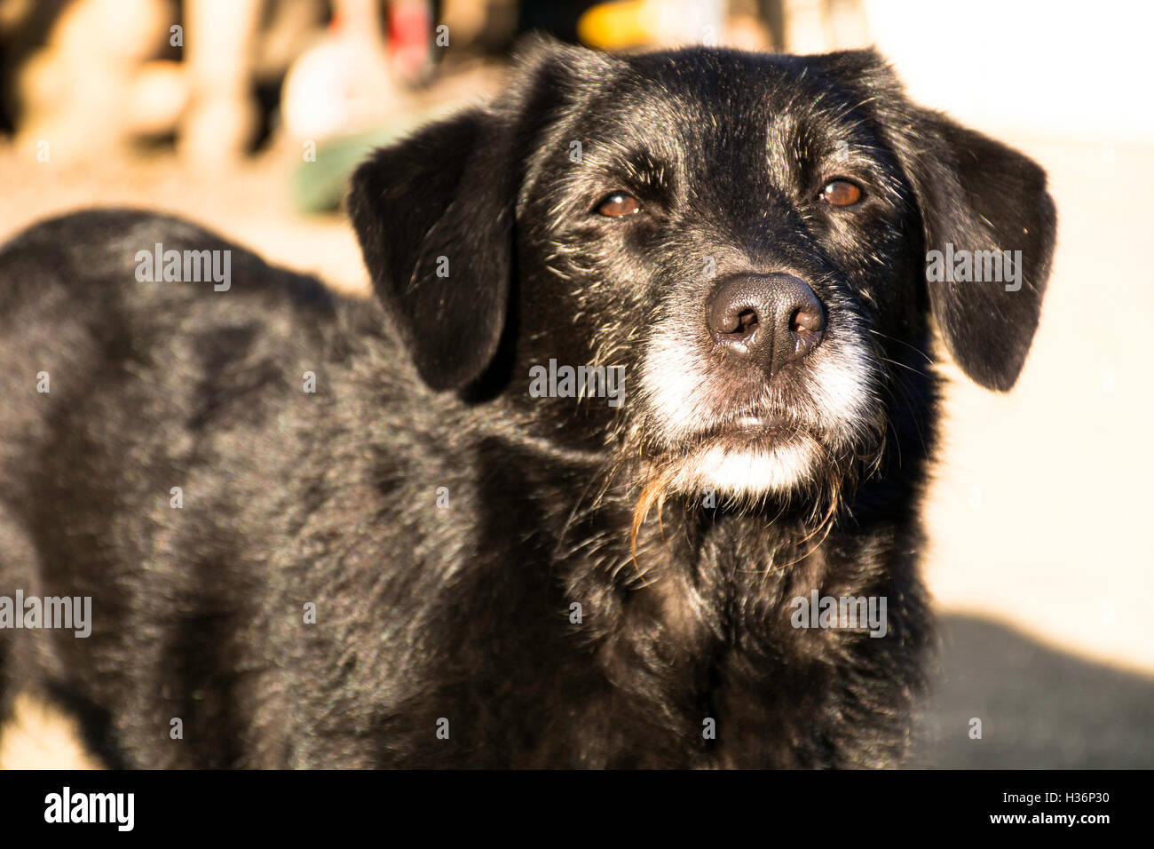 Vieux chien de la famille à la caméra à droite Banque D'Images