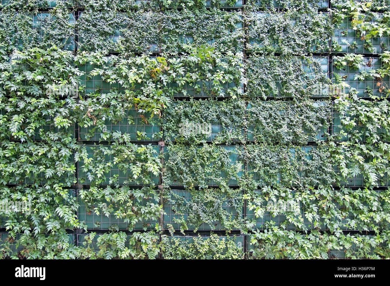 Mur végétal Jardin vertical grille avec de nouvelles plantes fraîches Banque D'Images