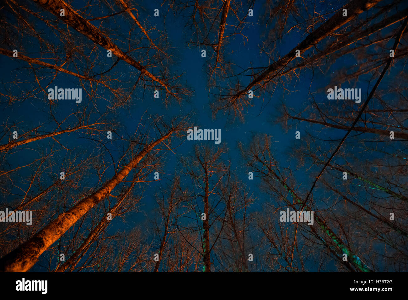 Forêt effrayant la nuit. Banque D'Images