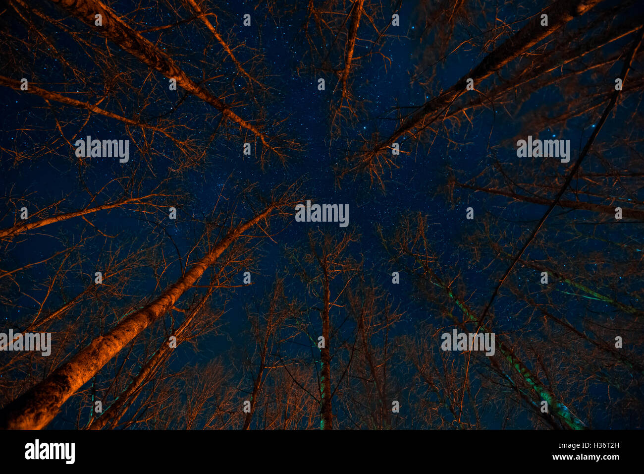 Forêt effrayant la nuit. Banque D'Images
