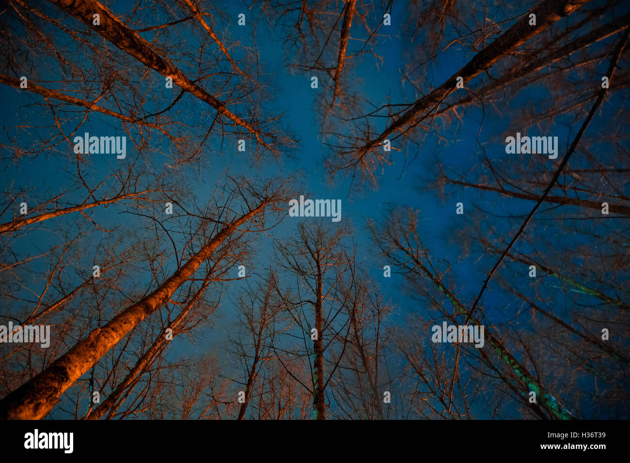 Forêt effrayant la nuit. Banque D'Images