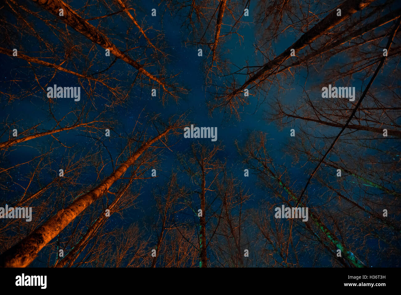 Forêt effrayant la nuit. Banque D'Images