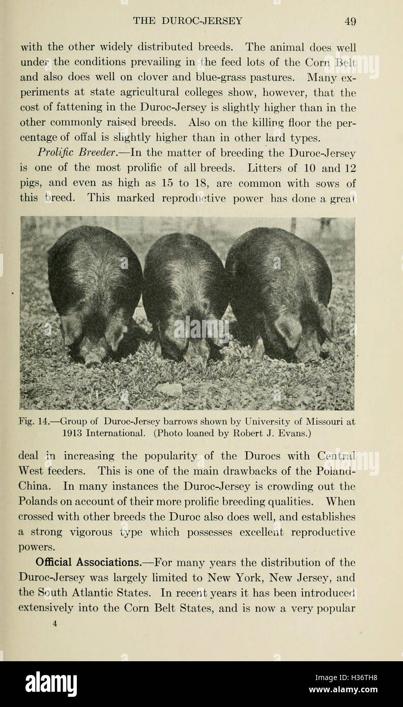 Les maladies du porc (page 49) BHL210 Banque D'Images