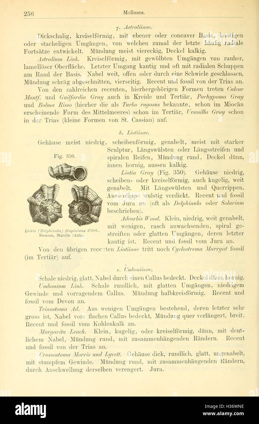 La page 256 de 'Elemente der Palaeontologie' comprend un diagramme (Fig. 350) qui illustre divers organismes fossilisés, en se concentrant sur les aspects évolutifs et la classification des espèces. Banque D'Images