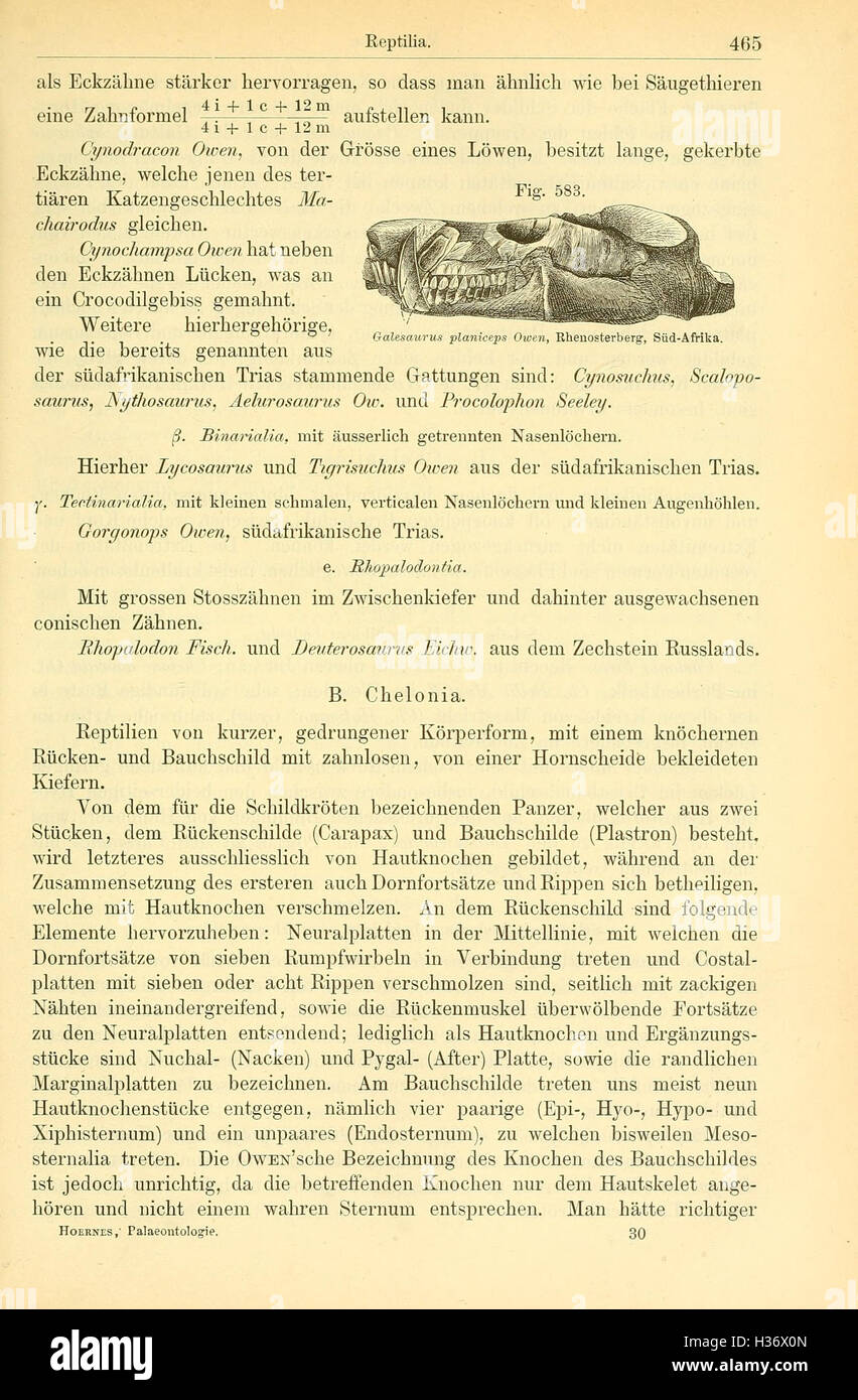 Ce texte allemand traite des principes fondamentaux de la paléontologie, y compris l'identification des fossiles, la classification des espèces et les processus évolutifs. Banque D'Images