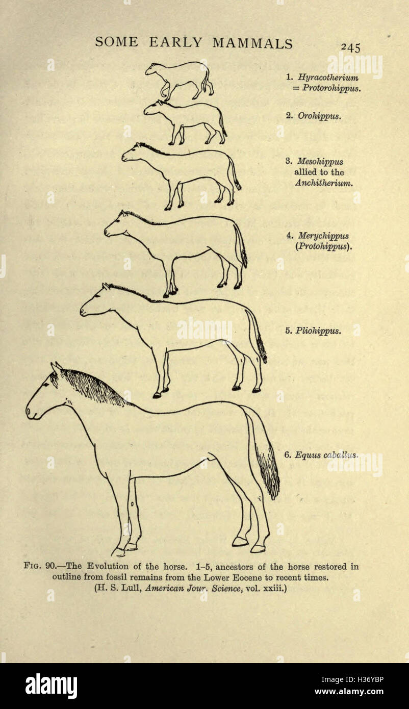 Cette page met en évidence des espèces disparues, en se concentrant sur les grandes créatures inhabituelles de la préhistoire, telles que les dinosaures et la mégafaune antique. Banque D'Images