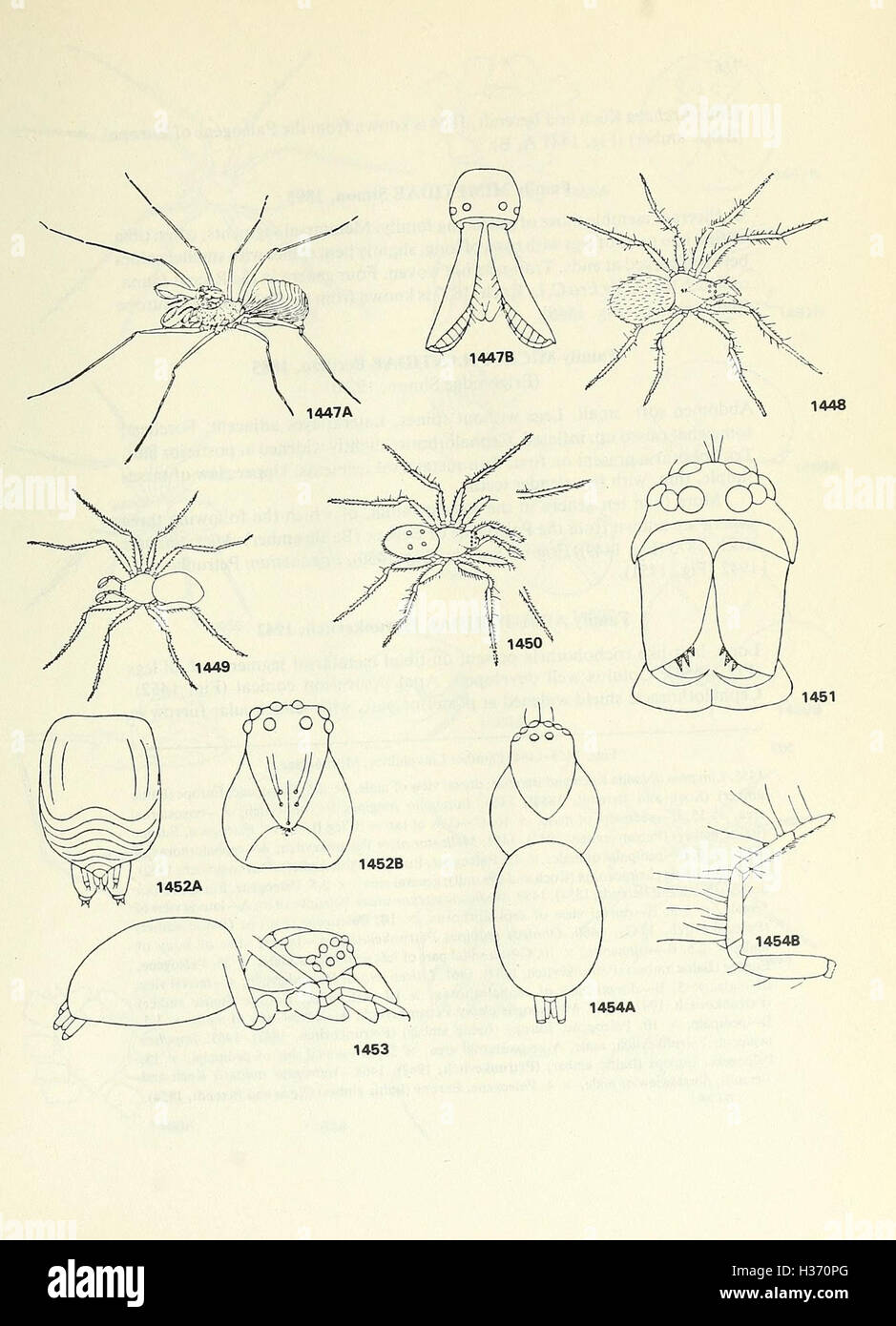 Ce travail décrit les principes et méthodes essentiels de la paléontologie, couvrant l'identification des fossiles, la classification des espèces et l'interprétation de la vie ancienne à travers les archives fossiles. Banque D'Images