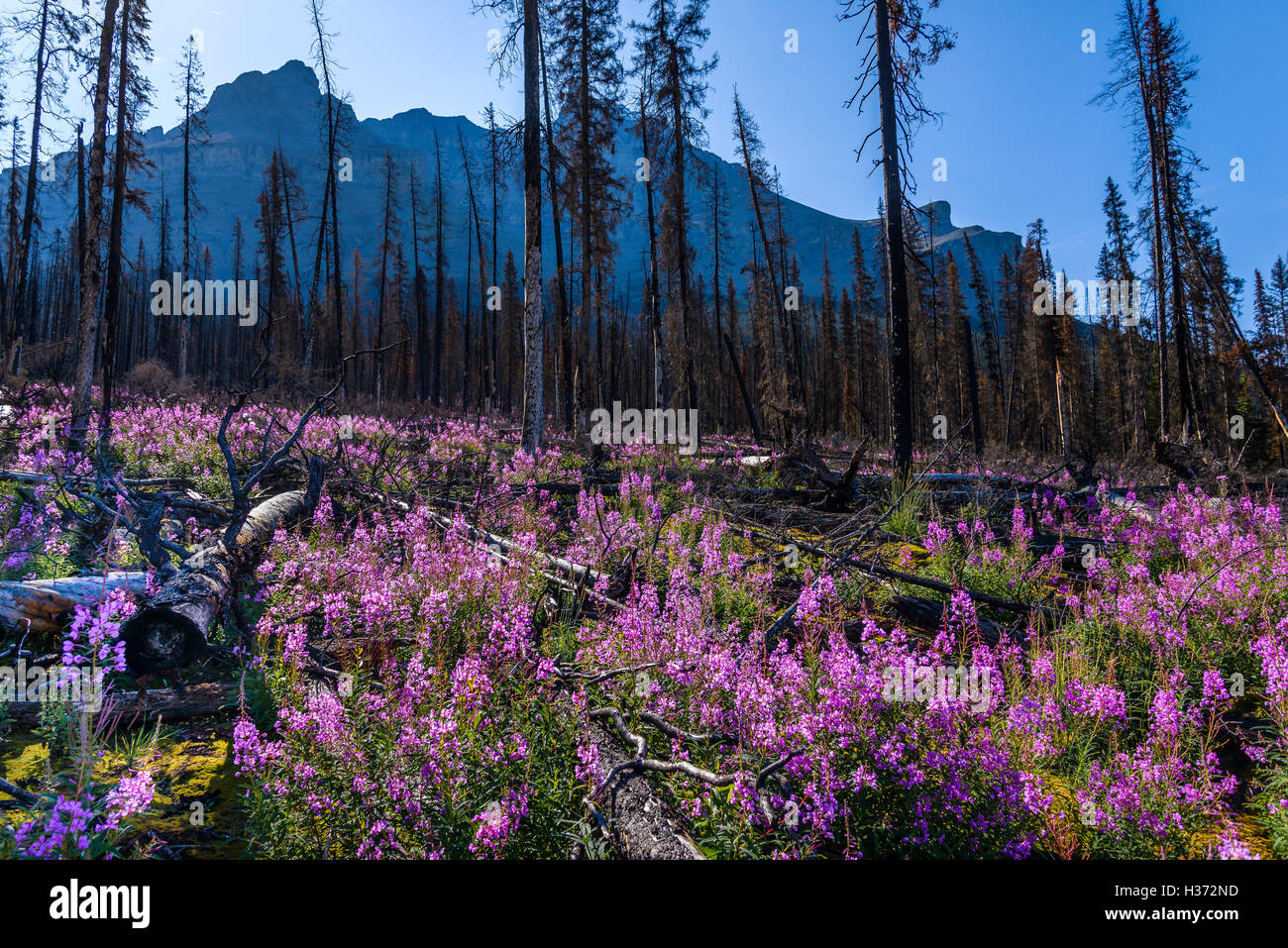 L'épilobe à Burnt Forest, Banff National Park, Alberta, Canada Banque D'Images