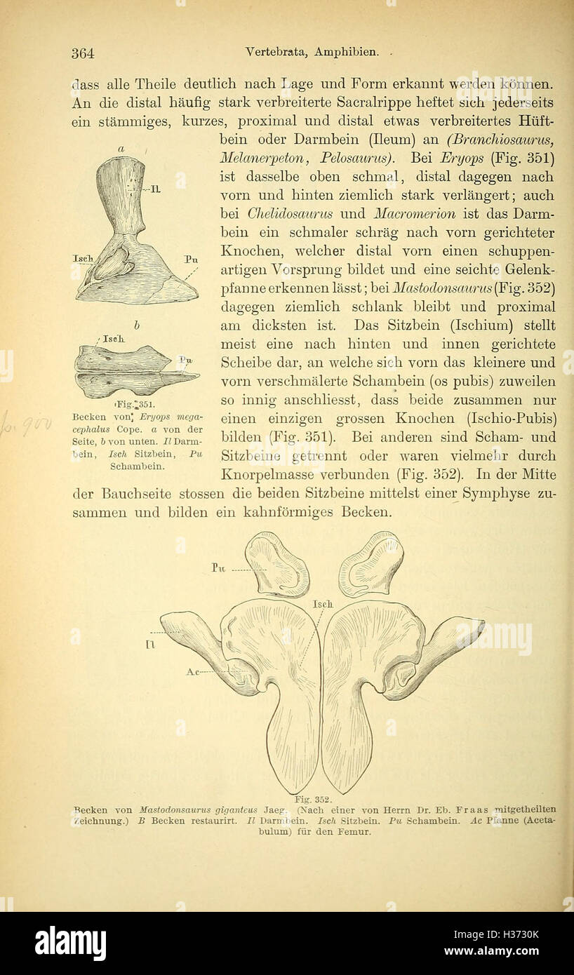 Cette page du Handbuch der Palæontologie traite de divers aspects de la paléontologie, y compris les archives fossiles, la classification des espèces et l'histoire évolutive de la vie sur Terre. Banque D'Images