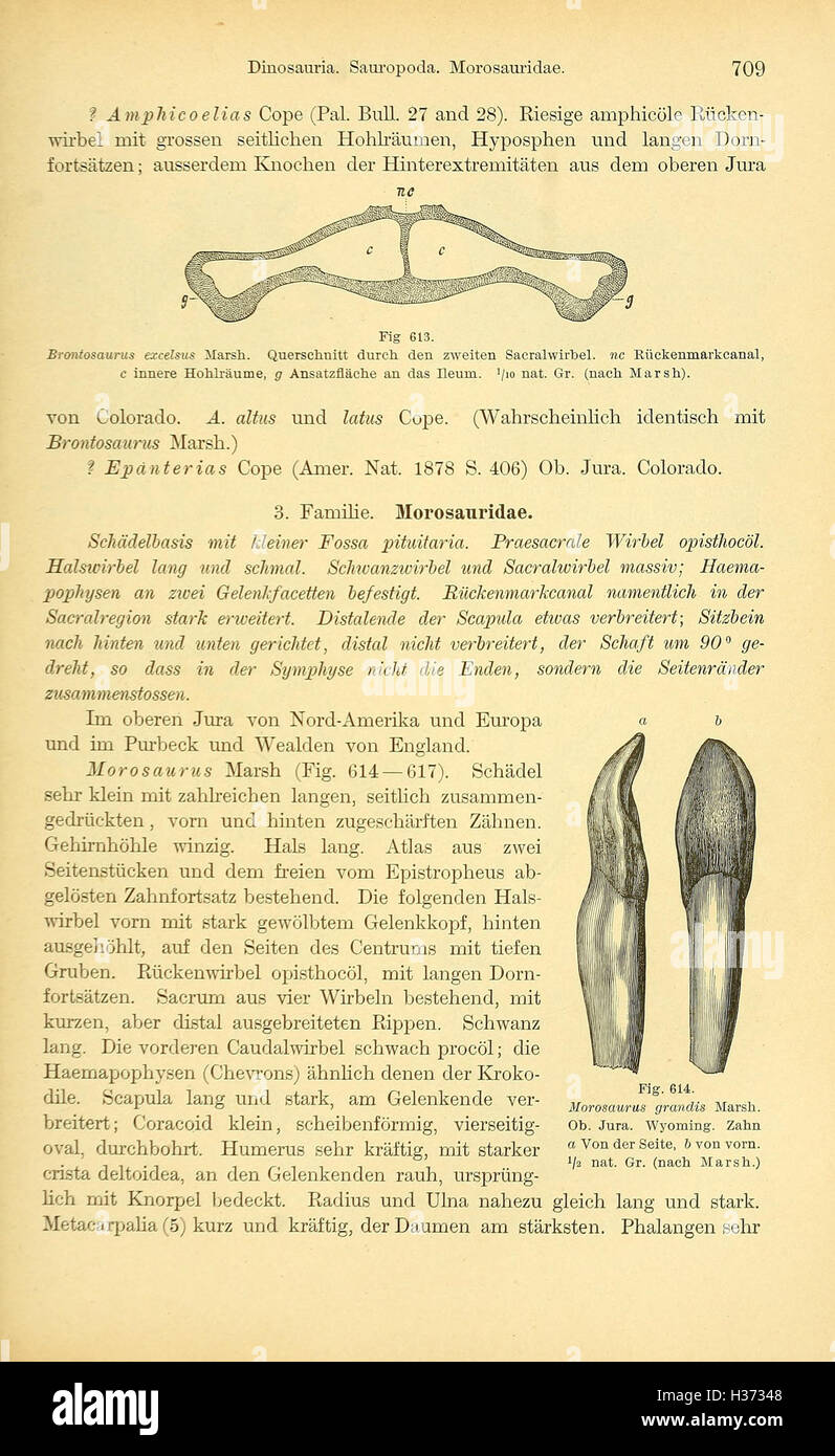 Ce manuel allemand couvre tous les aspects de la paléontologie, y compris l'identification des fossiles, la classification des espèces et l'étude des formes de vie préhistoriques. Banque D'Images