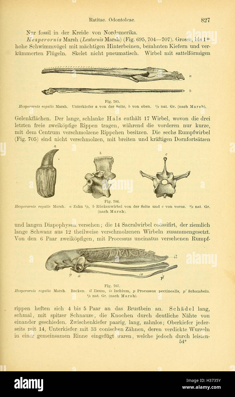 Cette page du 'Handbuch der Paläontologie' présente des informations paléontologiques détaillées, en se concentrant sur les archives fossiles, la classification des espèces et l'histoire évolutive. C'est une ressource complète pour les paléontologues. Banque D'Images