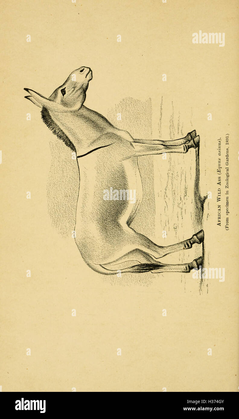 Ce travail explore les caractéristiques, les pratiques d'élevage et les différences entre les chevaux, les ânes, les zèbres et les mules, fournissant un aperçu de leur comportement, de leur domestication et de leur rôle dans l'agriculture et le transport. Banque D'Images