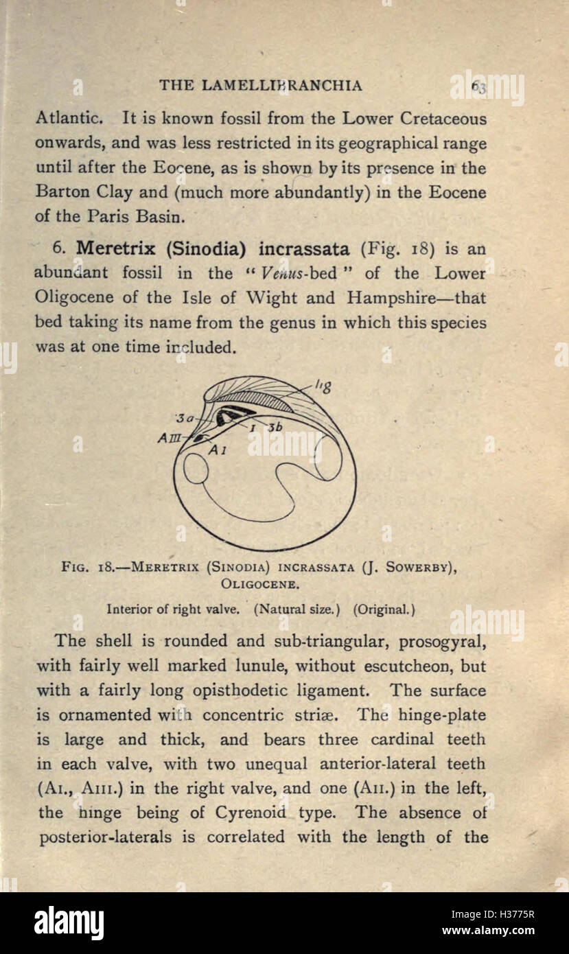 Ce travail fournit une introduction de base au domaine de la paléontologie, discutant des concepts fondamentaux tels que la formation fossile, la datation et la classification des espèces. La page 63 couvre les principaux sujets d'introduction. Banque D'Images