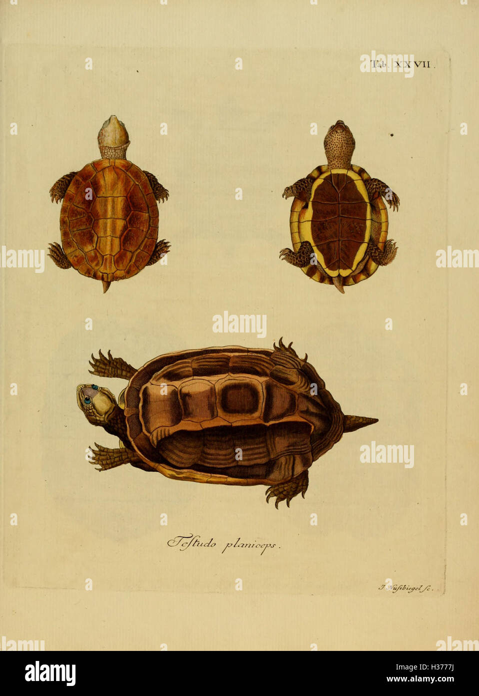 Ce travail illustré de Joannis Davidis Schoepff fournit un compte rendu détaillé des tortues, en se concentrant sur leur biologie, leurs habitats et leur classification des espèces. Banque D'Images