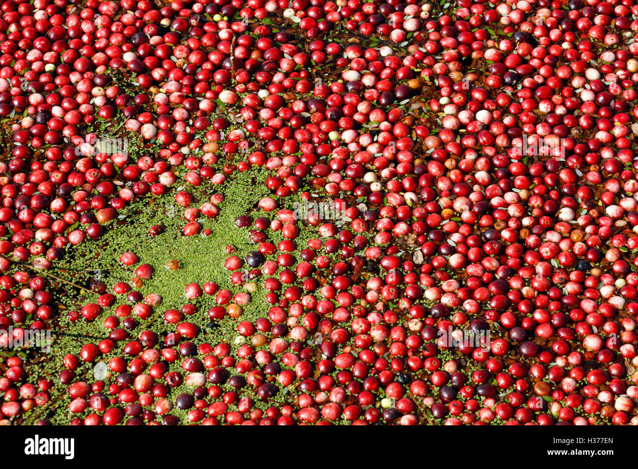 La récolte de la canneberge à Richmond, BC Canada. Marais de canneberge. Banque D'Images