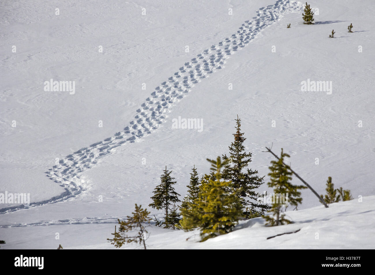 Plusieurs pistes pour raquettes mènent en diagonale sur un champ de neige fraîche parsemée de petits conifères Banque D'Images