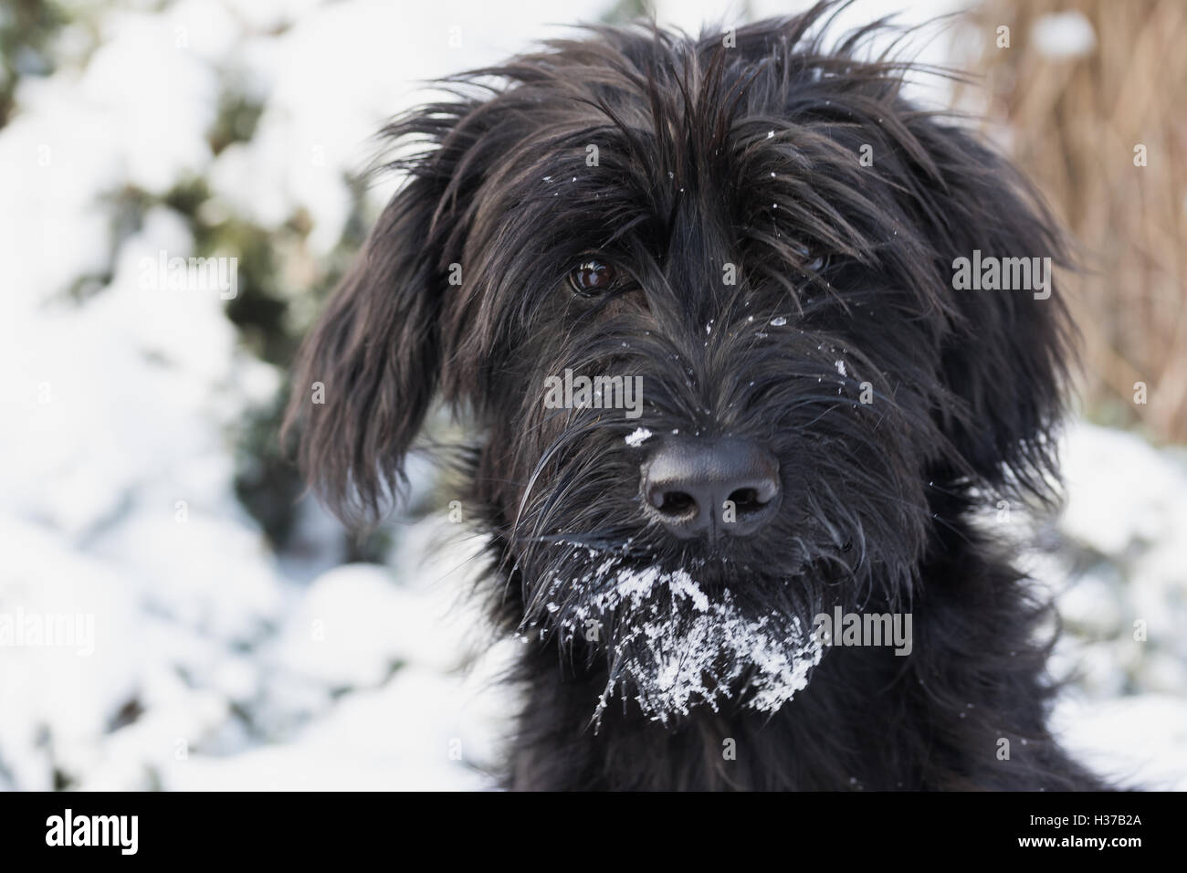 Portrait Dun Chiot Schnauzer Géant Chien Noir Avec De La