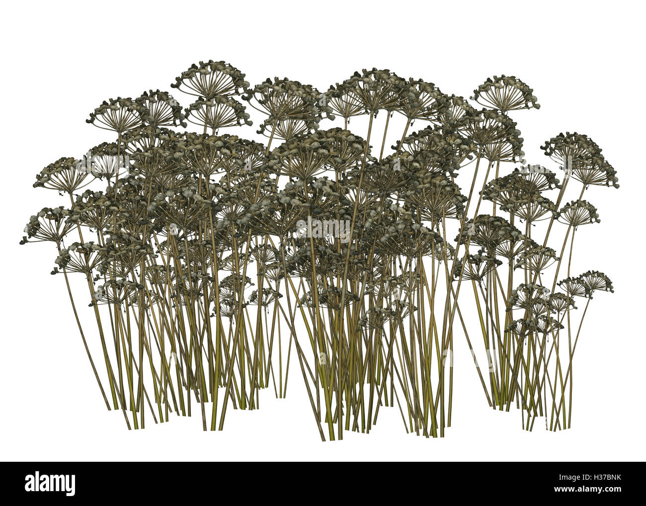 Les plantes séchées Brown Banque D'Images