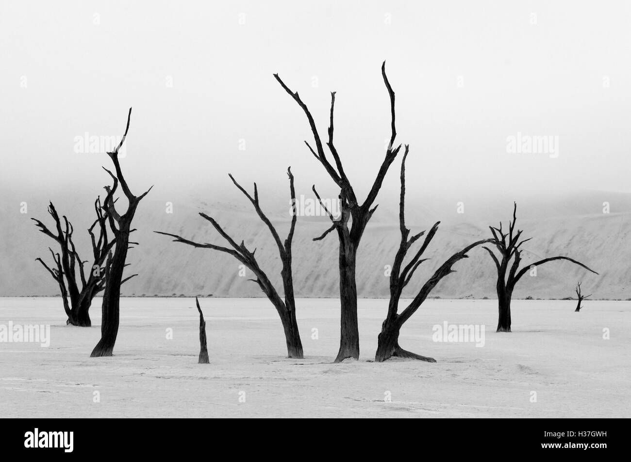 Des squelettes d'arbres en monochrome, Deadvlei, Namibie Banque D'Images