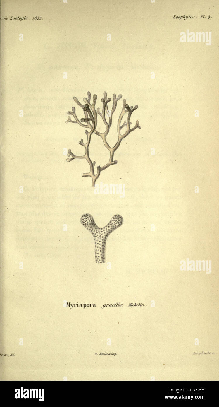 Ce travail fournit une étude approfondie de la zoologie, couvrant diverses espèces animales, les systèmes de classification et les études comportementales dans le règne animal. Banque D'Images