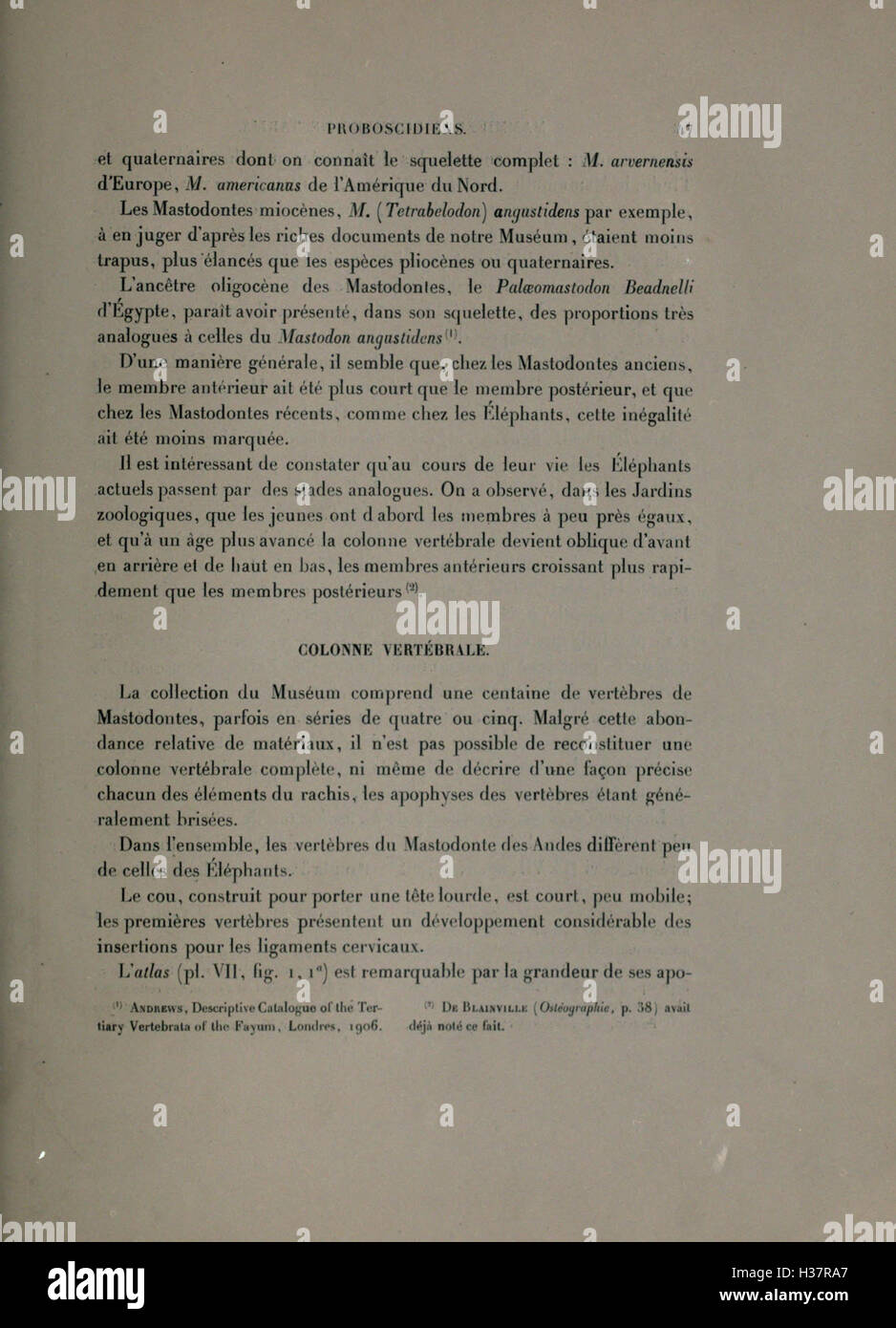 Ce travail décrit les mammifères fossiles découverts à Tarija, en se concentrant sur leurs espèces, leur classification et le contexte géologique de leurs restes dans la région. Banque D'Images