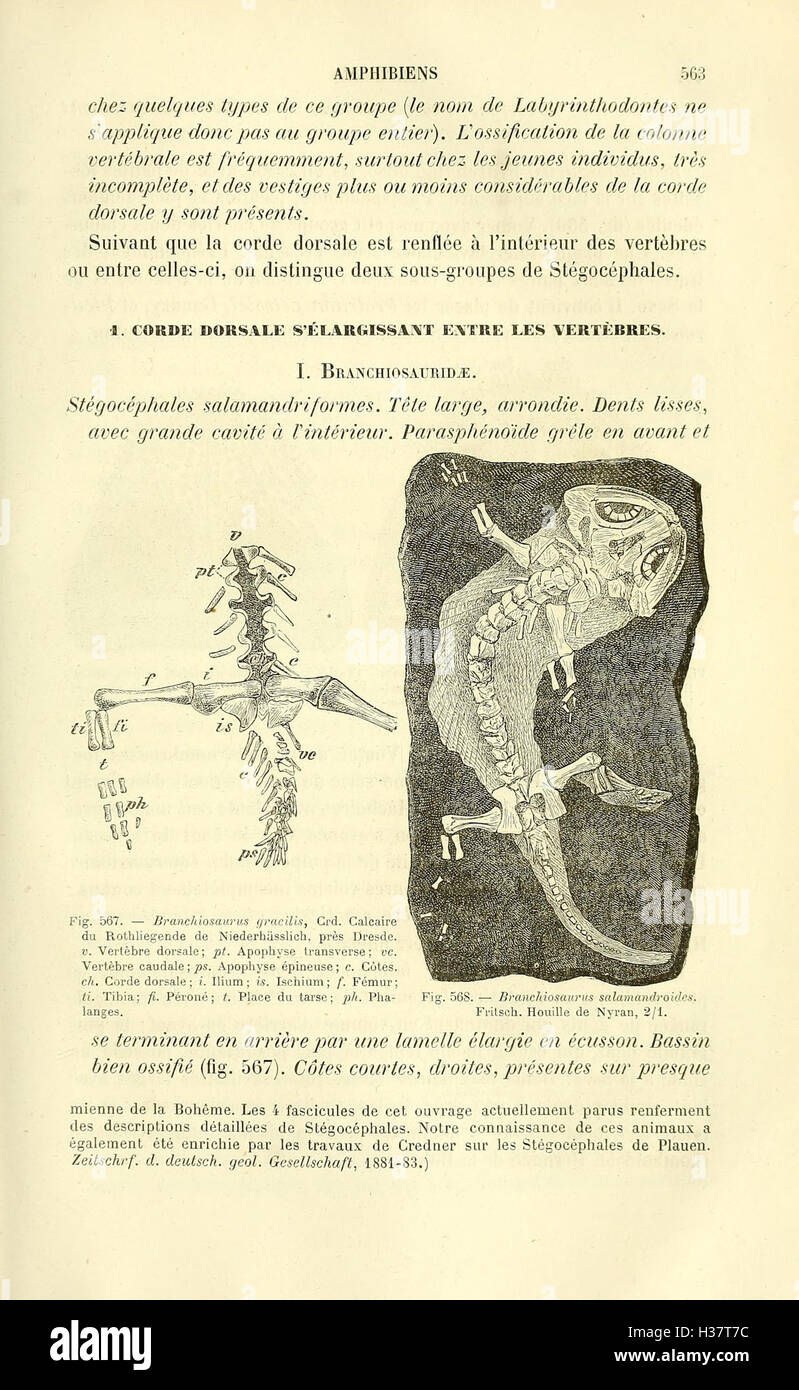 Ce travail sur la paléontologie offre un guide complet pour l'étude des formes de vie anciennes, en se concentrant sur les fossiles, la classification des espèces et l'évolution des créatures préhistoriques. Banque D'Images