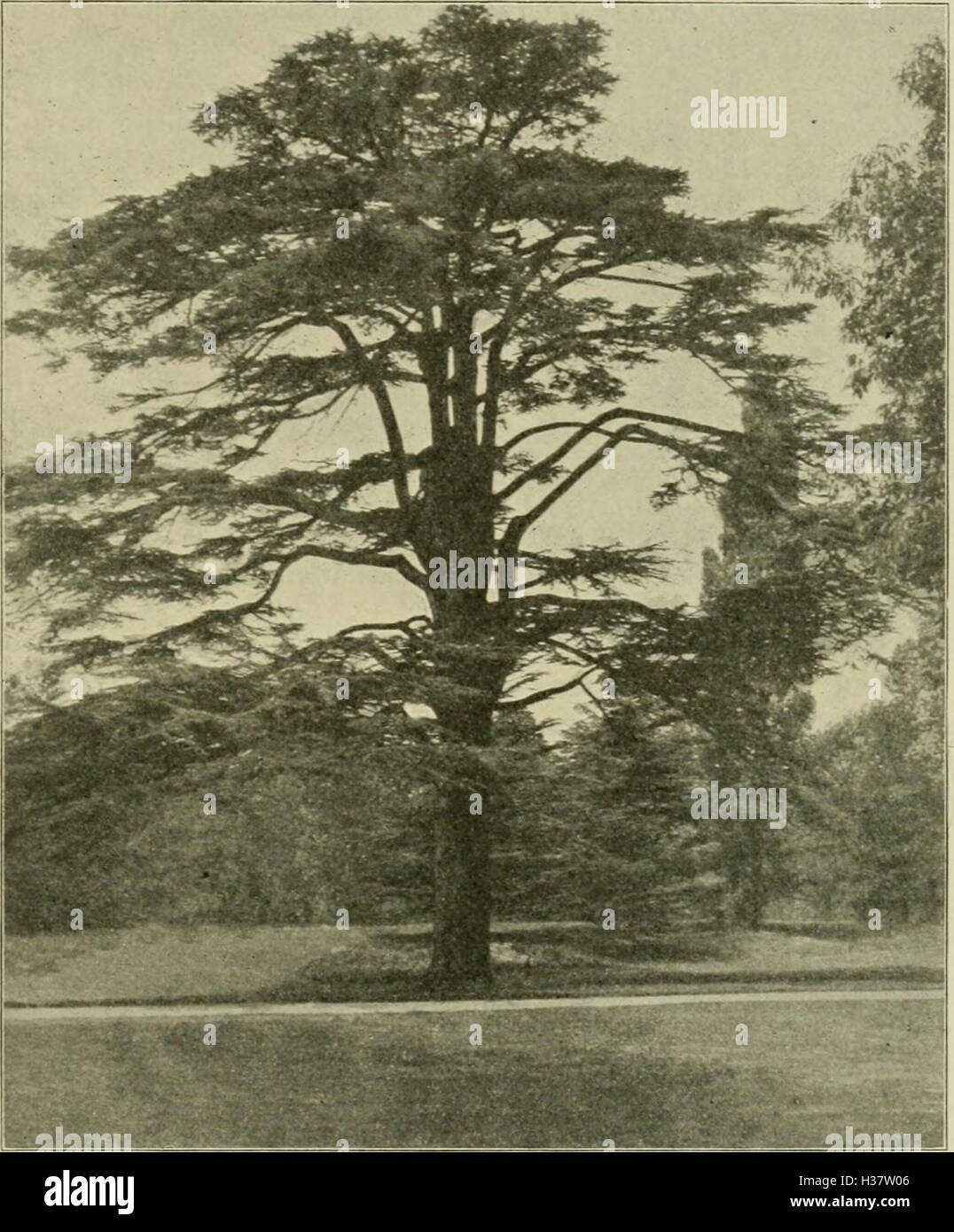 Cette publication de la Société dendrologique allemande partage les recherches et les résultats sur l'étude des arbres et des plantes ligneuses, en se concentrant sur la classification des espèces et l'importance écologique. Banque D'Images