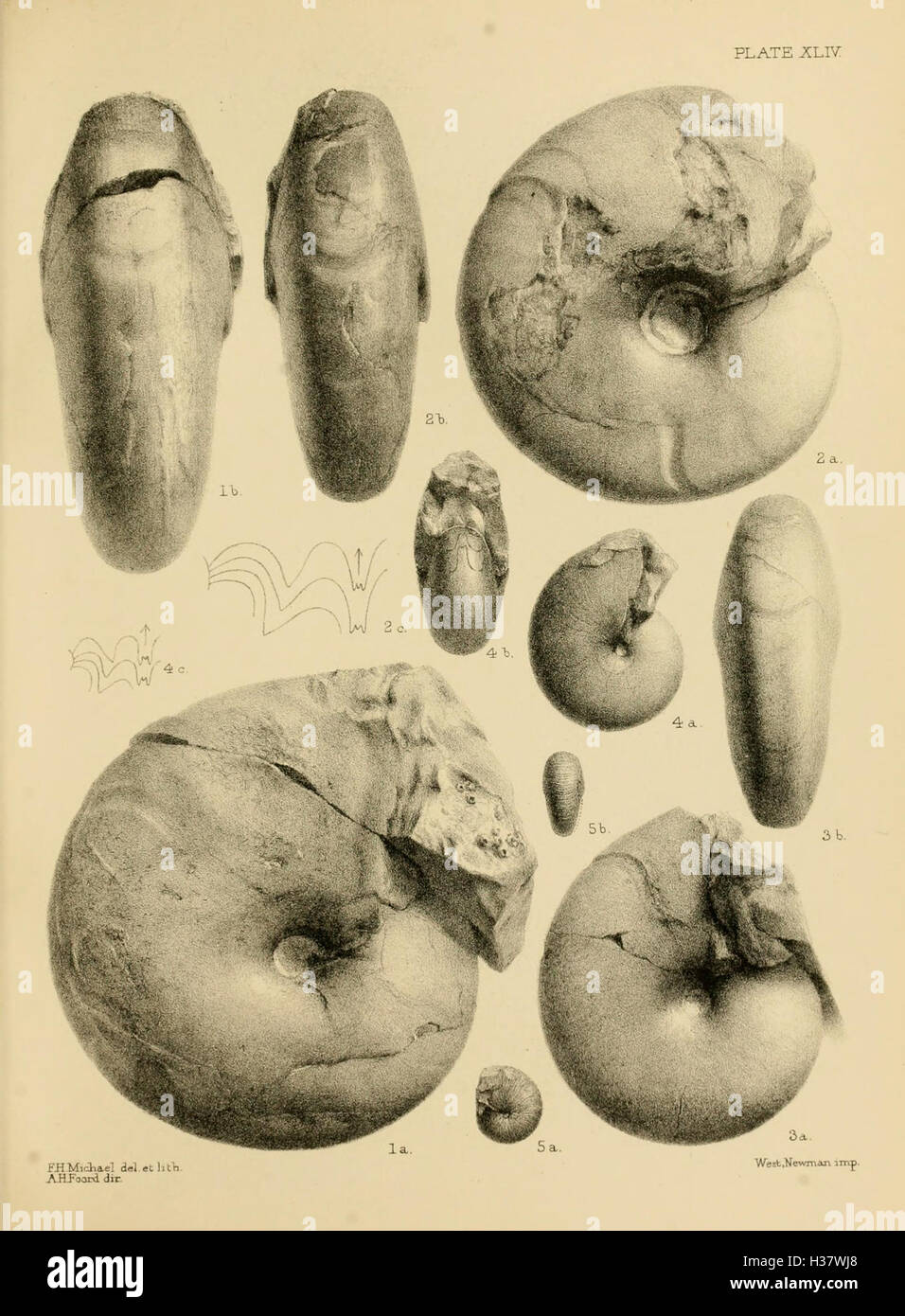 monographie-d-taill-e-sur-les-c-phalopodes-de-la-p-riode-carbonif-re