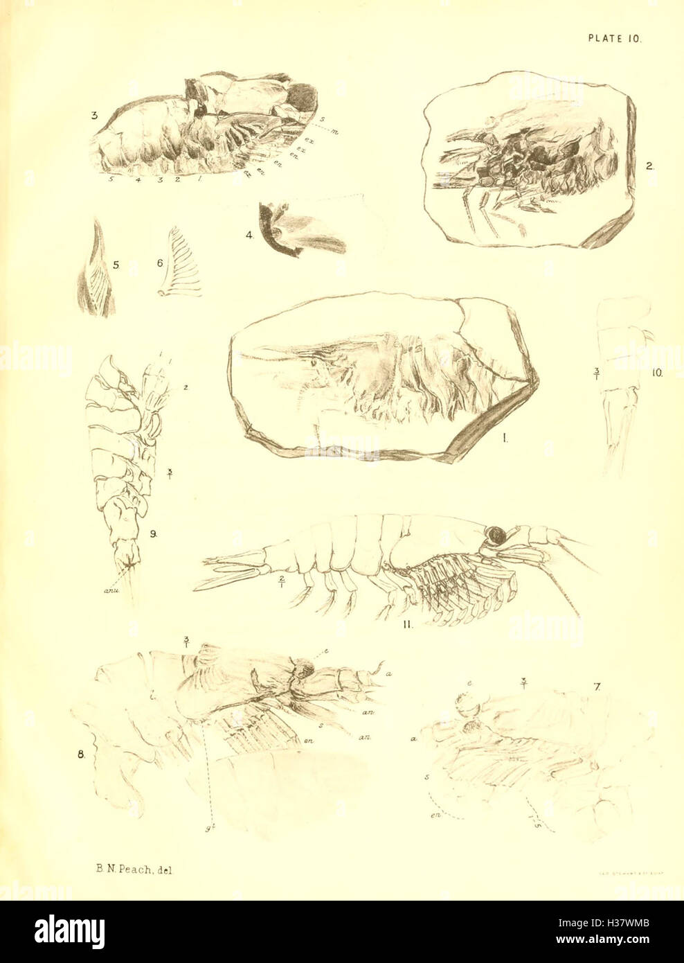 Cette monographie traite des fossiles de crustacés supérieurs trouvés dans les roches carbonifères d'Écosse, en se concentrant sur leur classification des espèces et leur signification évolutive. Banque D'Images