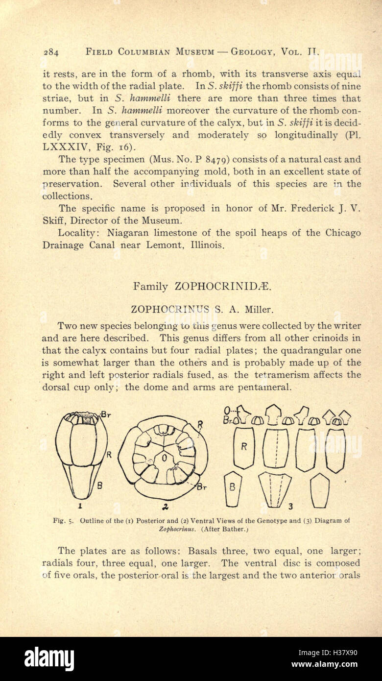 Cette étude se concentre sur les espèces de crinoïdes nouvellement découvertes dans la région de Chicago, détaillant leur structure, leur classification et leur processus de fossilisation dans les anciens environnements marins de la région. Banque D'Images