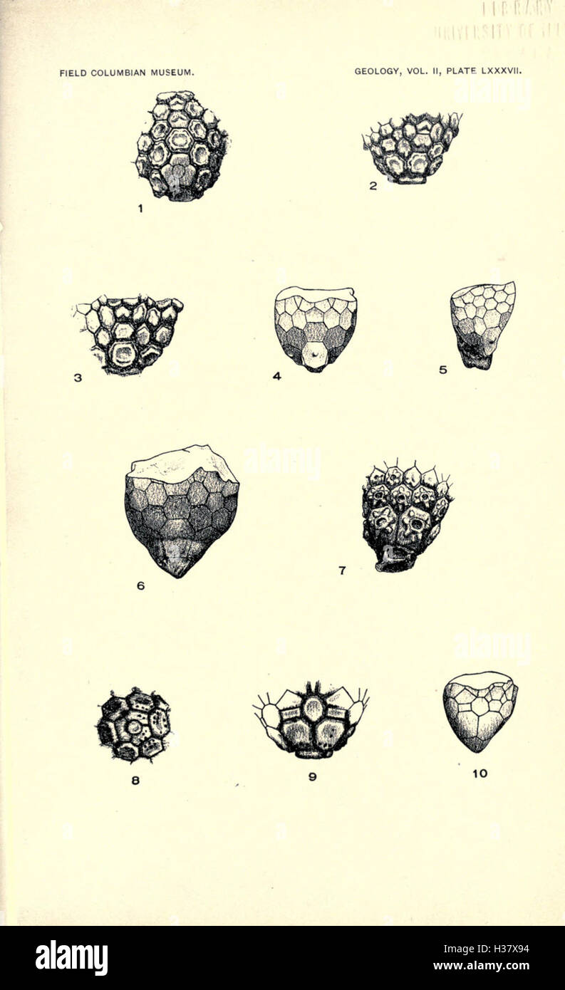 Cette recherche présente de nouvelles espèces de crinoïdes découvertes dans la région de Chicago, détaillant leur classification et leur importance paléontologique. La page 325 traite des caractéristiques et de l'habitat uniques de ces crinoïdes. Banque D'Images