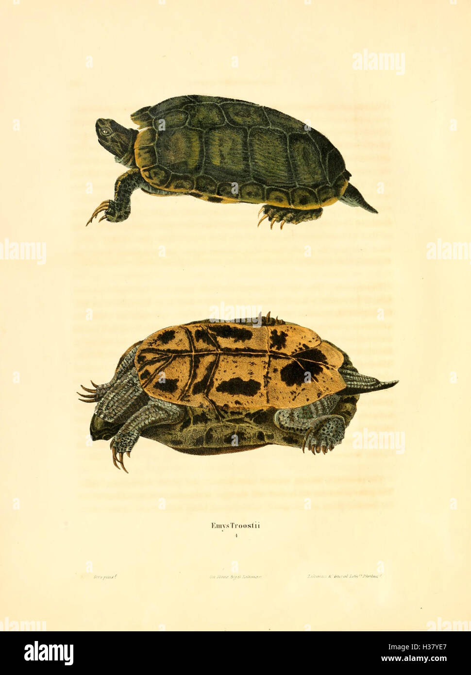 Ce titre traite de l'étude des amphibiens et des reptiles indigènes d'Amérique du Nord. Il couvre la classification des espèces, les rôles écologiques et la répartition de l'herpétofaune à travers le continent, contribuant ainsi à la recherche herpétologique et aux efforts de conservation. Banque D'Images