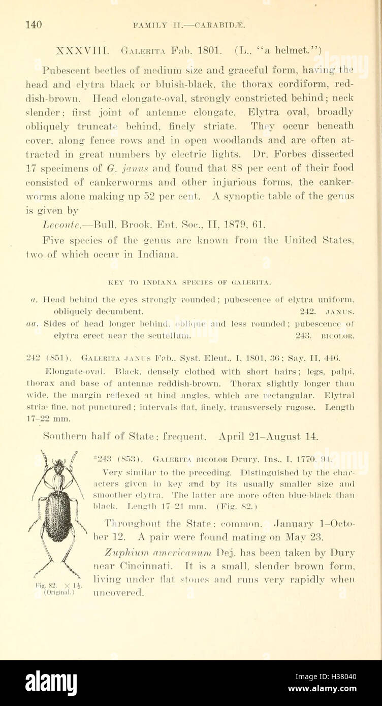 Une étude des espèces de coléoptères trouvées en Indiana, axée sur leur classification et leur répartition. Banque D'Images