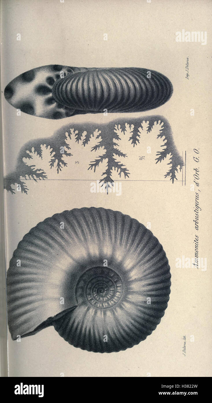Cette page se concentre sur la paléontologie française, détaillant l'étude des formes de vie anciennes en France. Il couvre les découvertes de fossiles, la classification des espèces et le développement de la recherche paléontologique dans la région. Banque D'Images