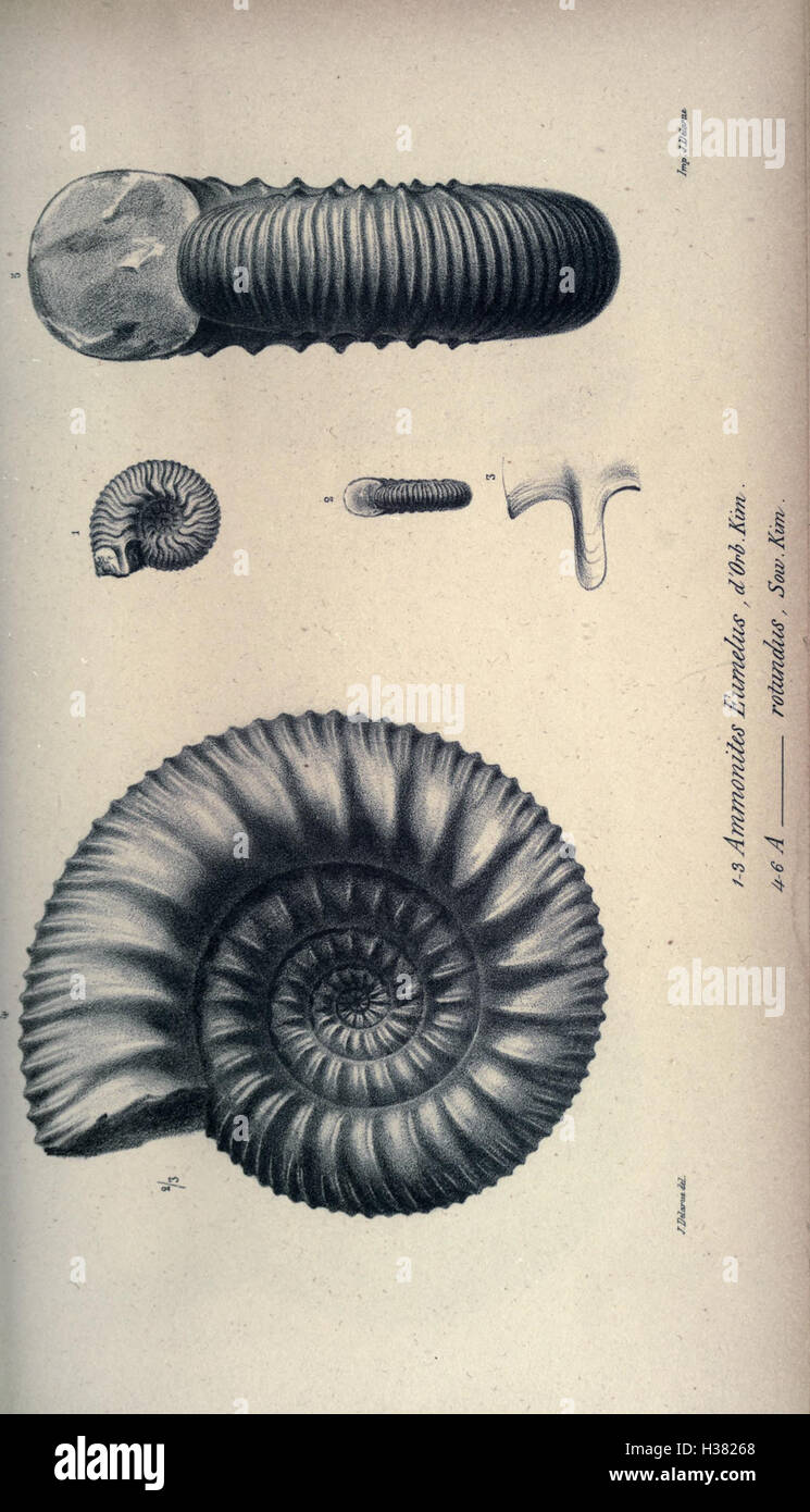 Cette page se concentre sur la paléontologie française, couvrant les découvertes fossiles, la stratigraphie et la classification des espèces dans l'histoire géologique de la France. Banque D'Images