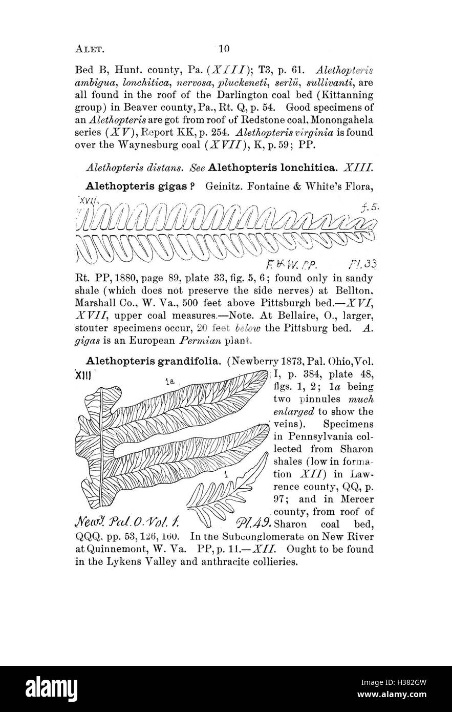 Un dictionnaire complet cataloguant les fossiles de Pennsylvanie et des états environnants, détaillant les espèces identifiées dans les études géologiques et les rapports. Banque D'Images
