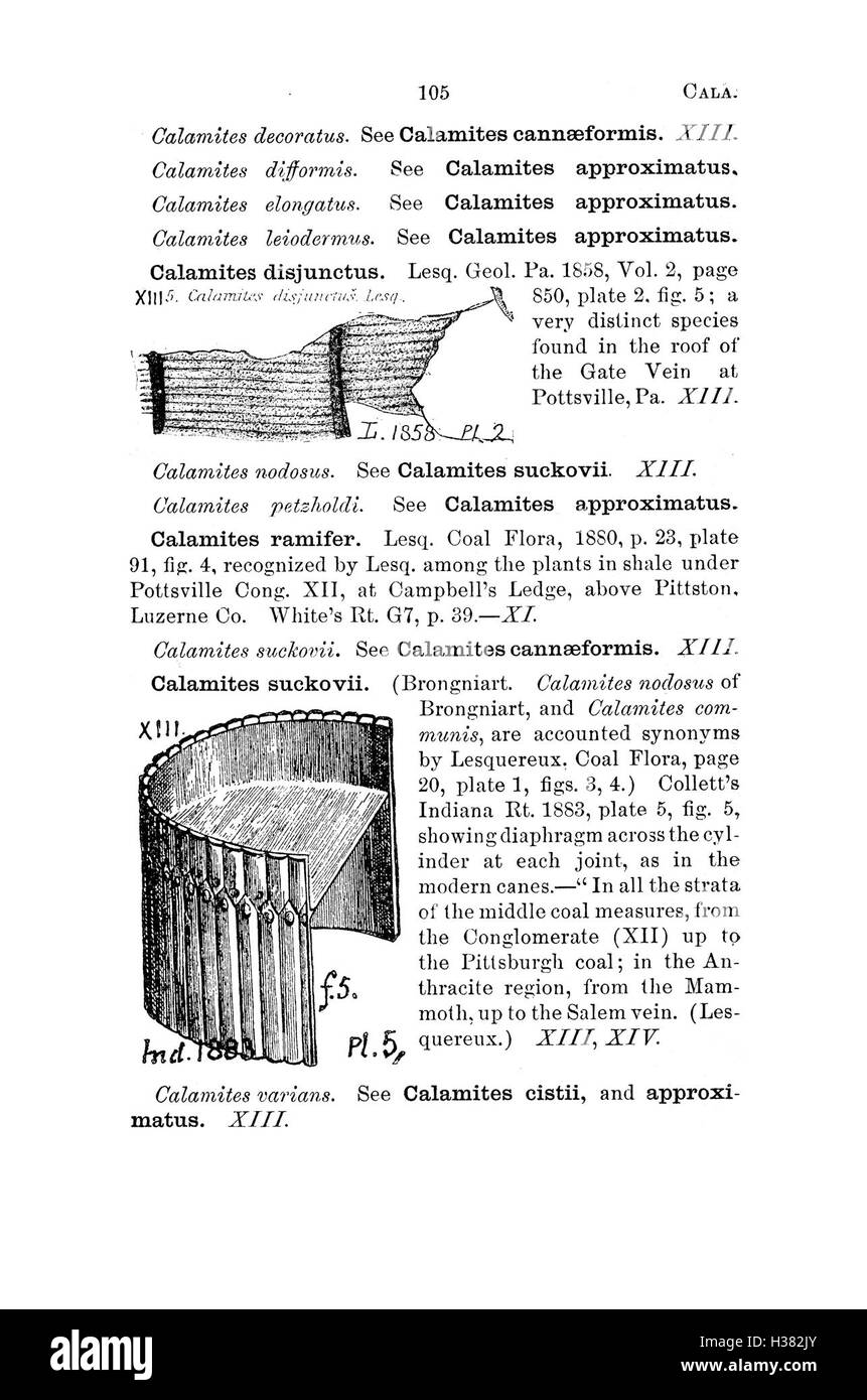 Ce dictionnaire compile les espèces fossiles trouvées en Pennsylvanie et dans les régions avoisinantes, détaillant leur classification et leur signification. Banque D'Images