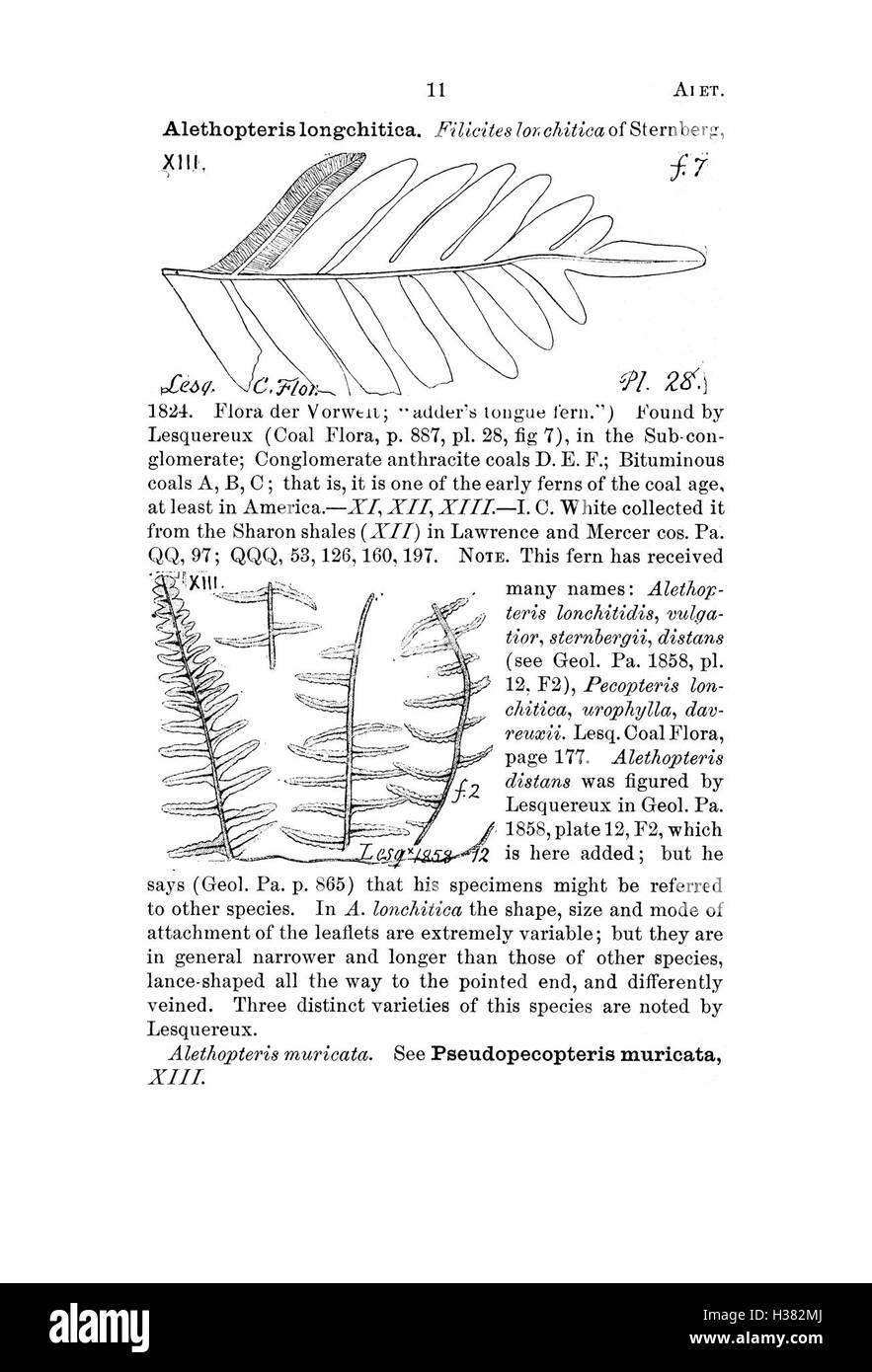 Ce dictionnaire documente les espèces fossiles trouvées en Pennsylvanie et dans les états voisins, en faisant référence aux rapports et catalogues des études géologiques. Banque D'Images