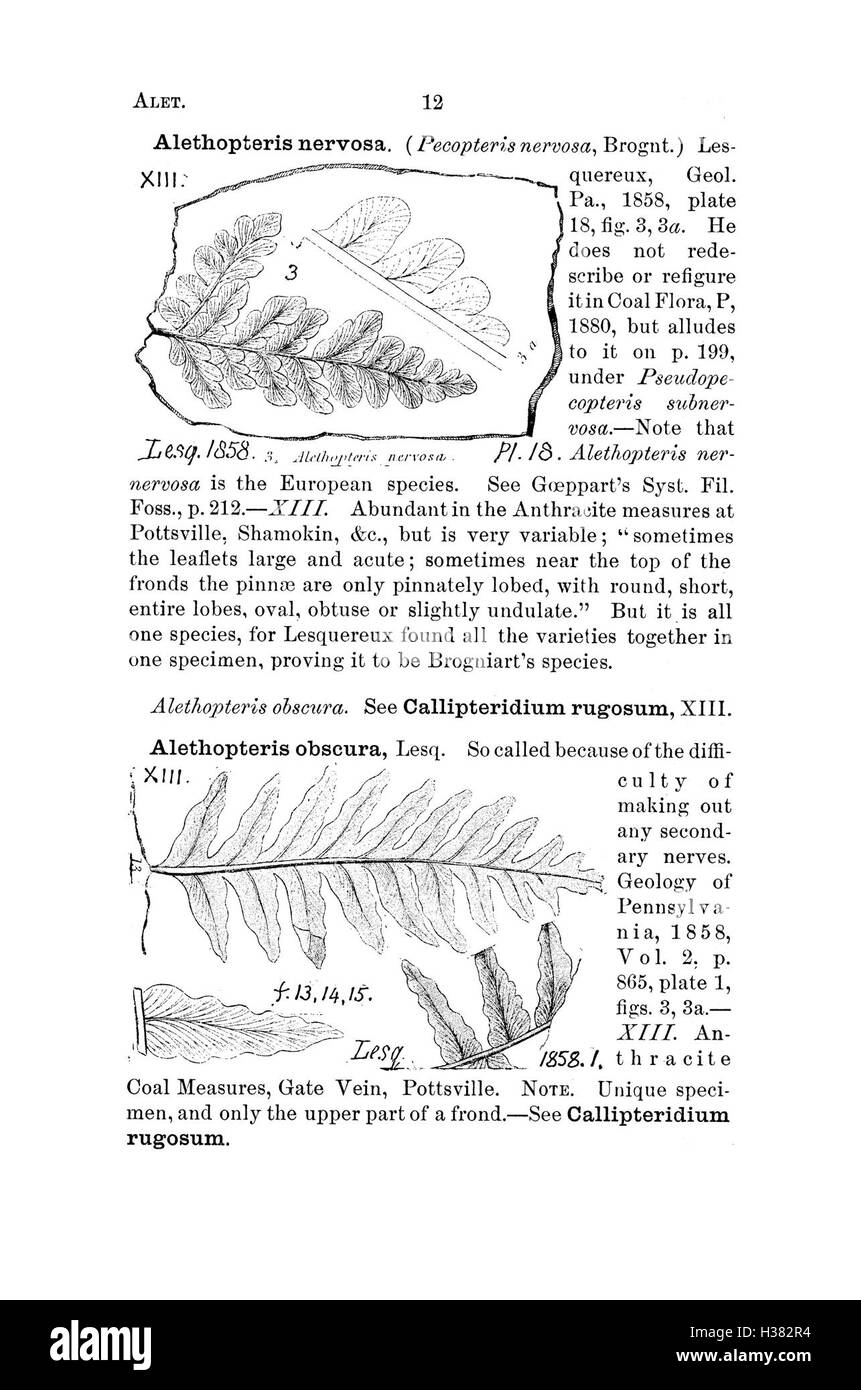 Ce dictionnaire fournit des informations détaillées sur les espèces fossiles trouvées en Pennsylvanie et dans les états voisins, compilant des données issues de levés géologiques et de rapports sur la découverte et la classification de fossiles. Banque D'Images