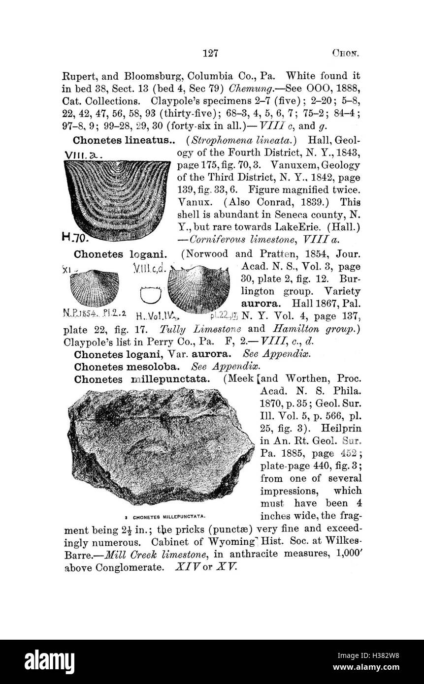 Ce dictionnaire compile les espèces fossiles découvertes en Pennsylvanie et dans les régions avoisinantes, détaillant leurs noms scientifiques et leur classification. Banque D'Images
