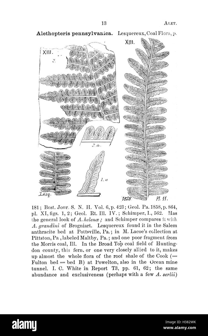 Ce dictionnaire compile les enregistrements fossiles de Pennsylvanie et des états voisins, catégorisant les espèces identifiées dans les études géologiques et les rapports. Banque D'Images