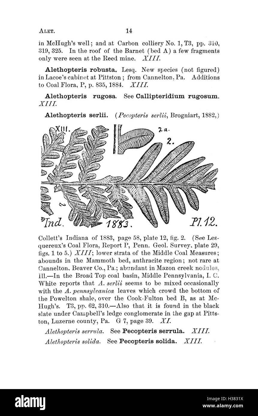 Ce dictionnaire répertorie les espèces fossiles trouvées en Pennsylvanie et dans les états voisins, détaillant leur identification, leur classification et leur signification historique. Banque D'Images