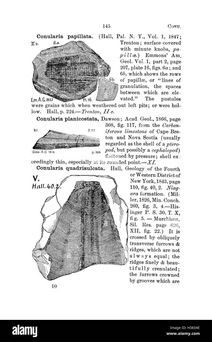 Ce dictionnaire répertorie les fossiles de Pennsylvanie et des états environnants, fournissant des descriptions détaillées et des classifications pour chaque espèce trouvée dans les relevés régionaux. Banque D'Images