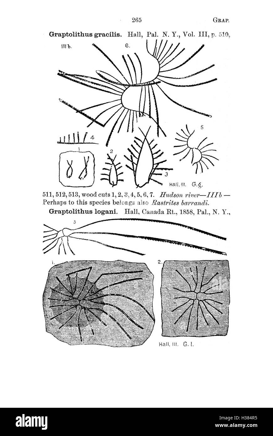 Ce dictionnaire compile les archives fossiles de la Pennsylvanie et des régions environnantes, comme documenté dans les études scientifiques et les rapports. Il fournit des classifications détaillées des espèces fossilisées trouvées dans la région, facilitant la recherche et les études paléontologiques. Banque D'Images