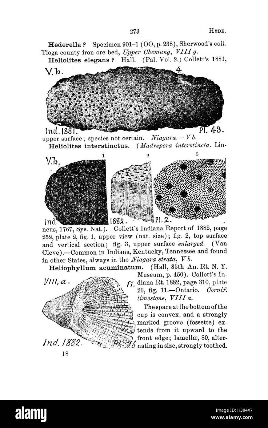 Ce travail de référence compile des espèces fossiles de Pennsylvanie et des régions adjacentes, offrant des détails sur leur identification, leur classification et leur contexte géologique en se basant sur des catalogues de relevés. Banque D'Images